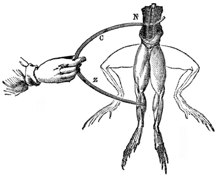 A schematic of a frog twitching when touched by electrodes.