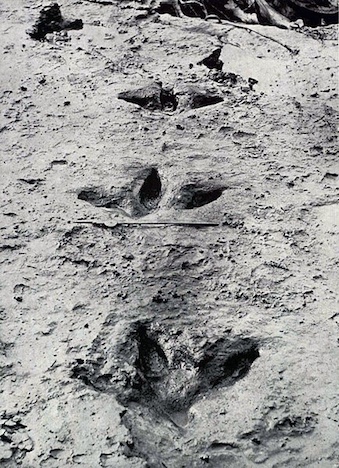 A photograph of tracks made by the extinct Moa bird.