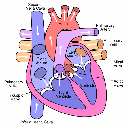 An illustrated schematic showing the four valves of a human heart.