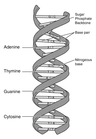 A schematic showing the helical structure of DNA.