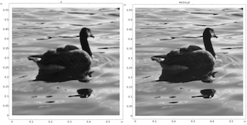 image-denoising-bird-featured