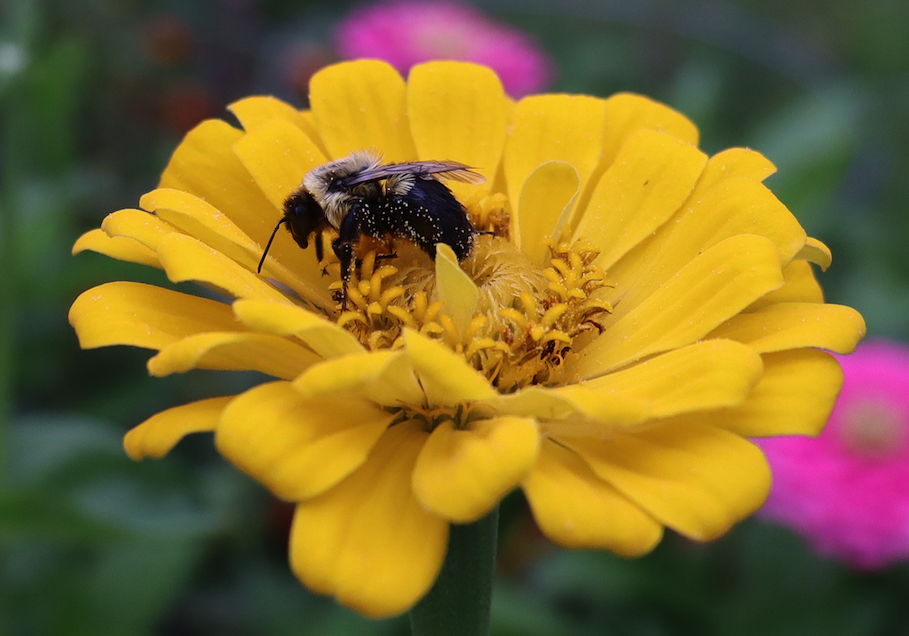 A closeup image of the side profile of a bumblebee covered in pollen on a yellow flower.