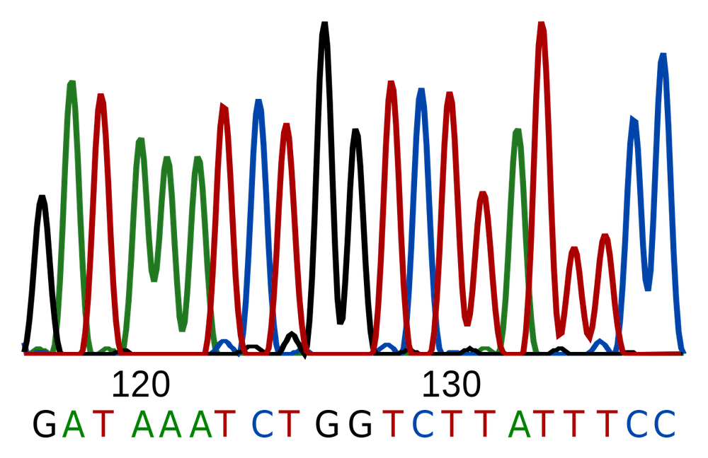 A graphic showing a DNA sequencing trace.