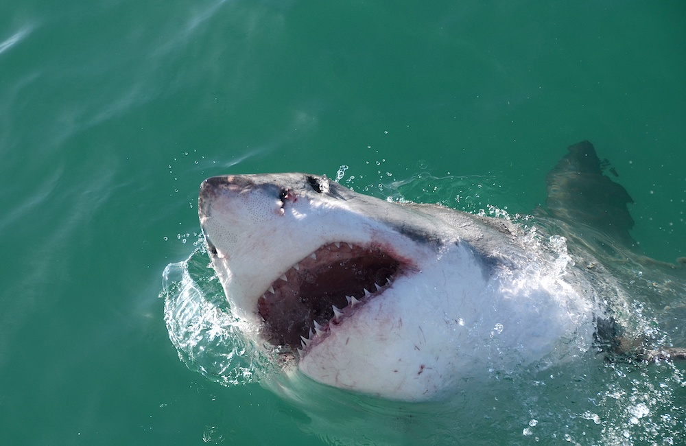 A photograph of a great white shark.
