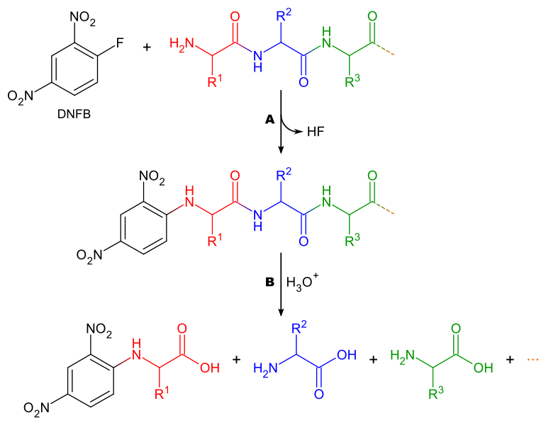 A graphic showing the sequence structure of a protein determined by Frederick Sanger.