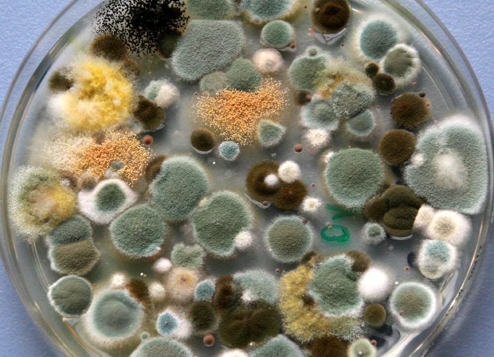 A close-up photograph of mold in a Petri dish.