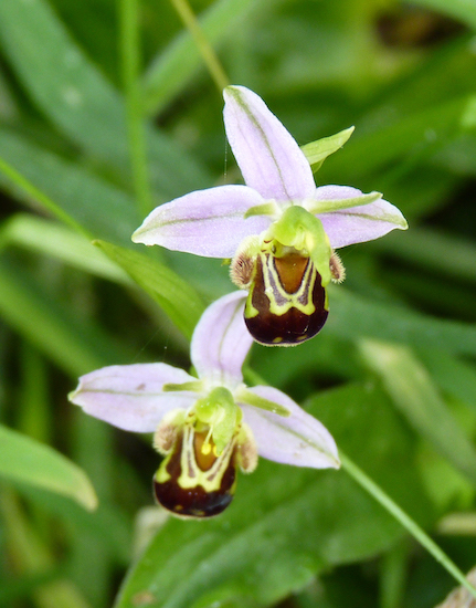 A white bee orchid plant surrounded by green leaves.