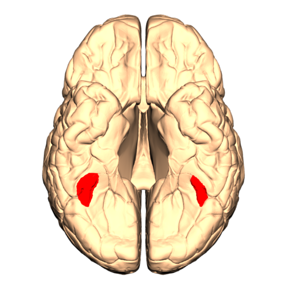 A schematic of the human brain with the fusiform face area highlighted in red.