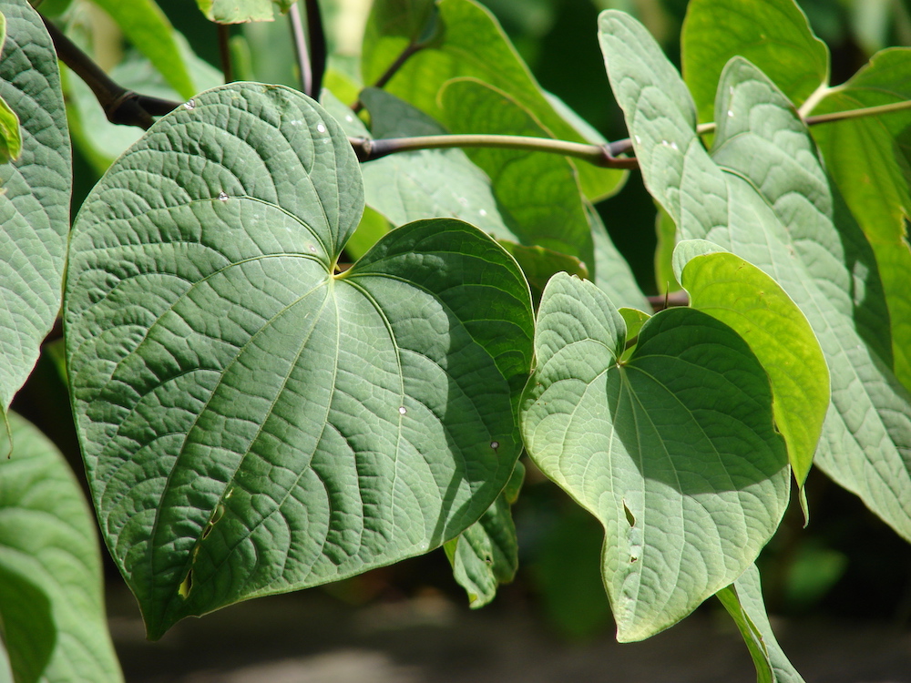 A photograph showing the green leaves of the kava plant.