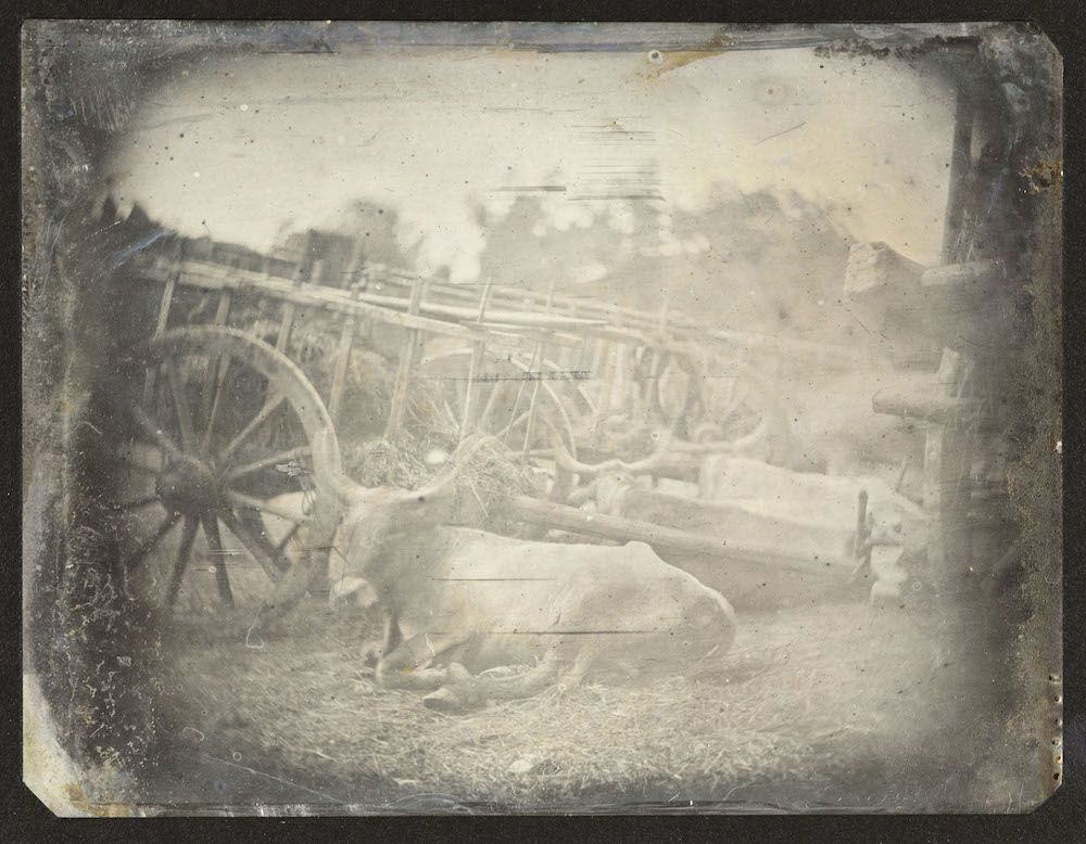 A daguerreotype photograph of a cow circa 1842.