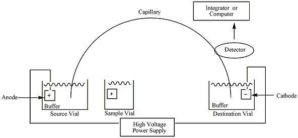 A simple schematic of the capillary electrophoresis (CE) process with parts labeled.