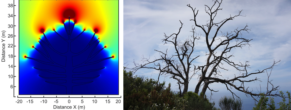 Side-by-side images comparing a model of the electric fields around branches and a photograph of a tree with bare branches.