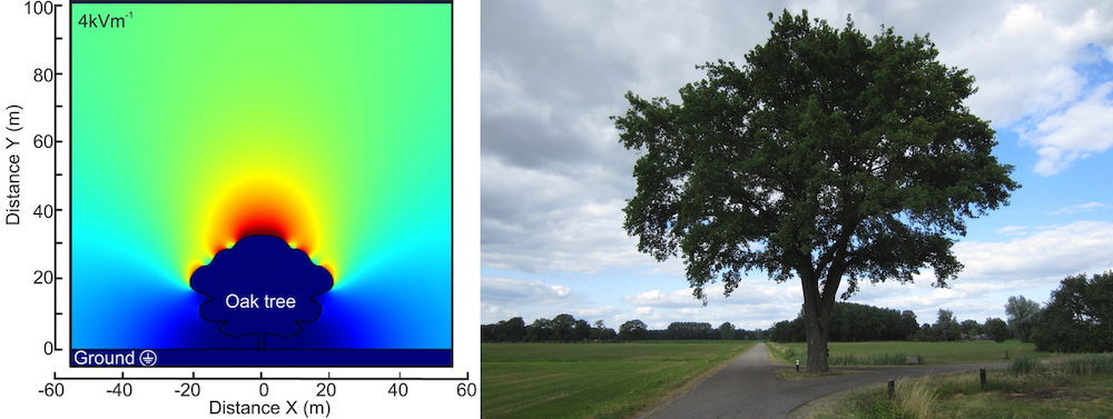 Side-by-side images comparing a plot of the electric fields around an oak tree with a photograph of an oak tree with full branches.