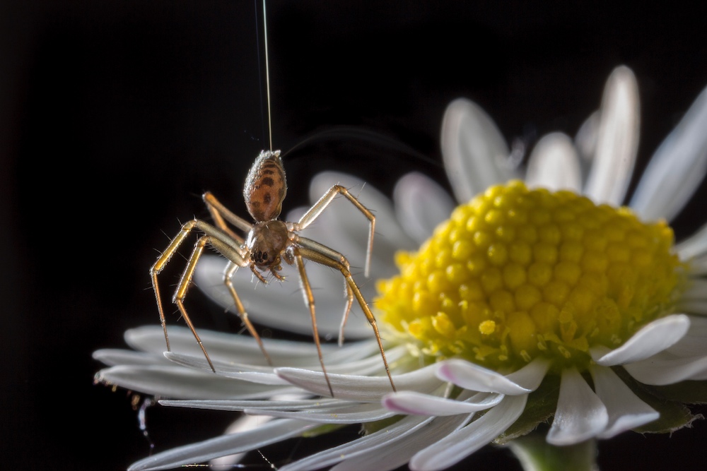 A photograph of a money spider on a flower petal as the spider is about to balloon.