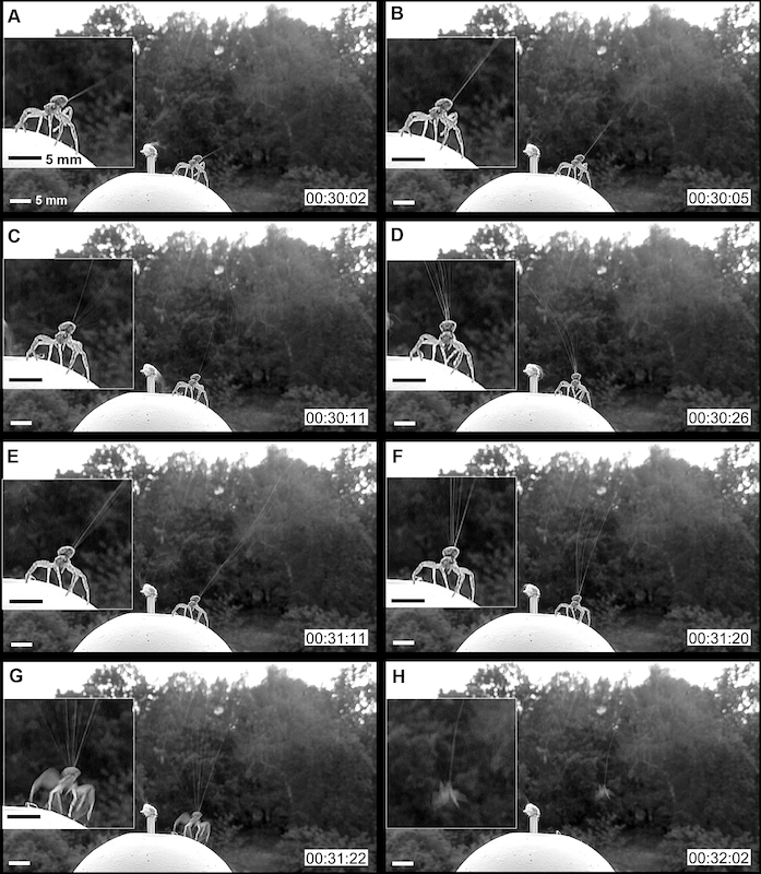 A collage of 8 images showing the ballooning behavior of a large spider.