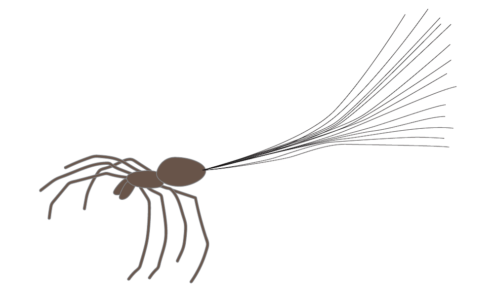 A drawing of a spider as it is ballooning, a behavior that gives the impression of gravity-defying spiders.