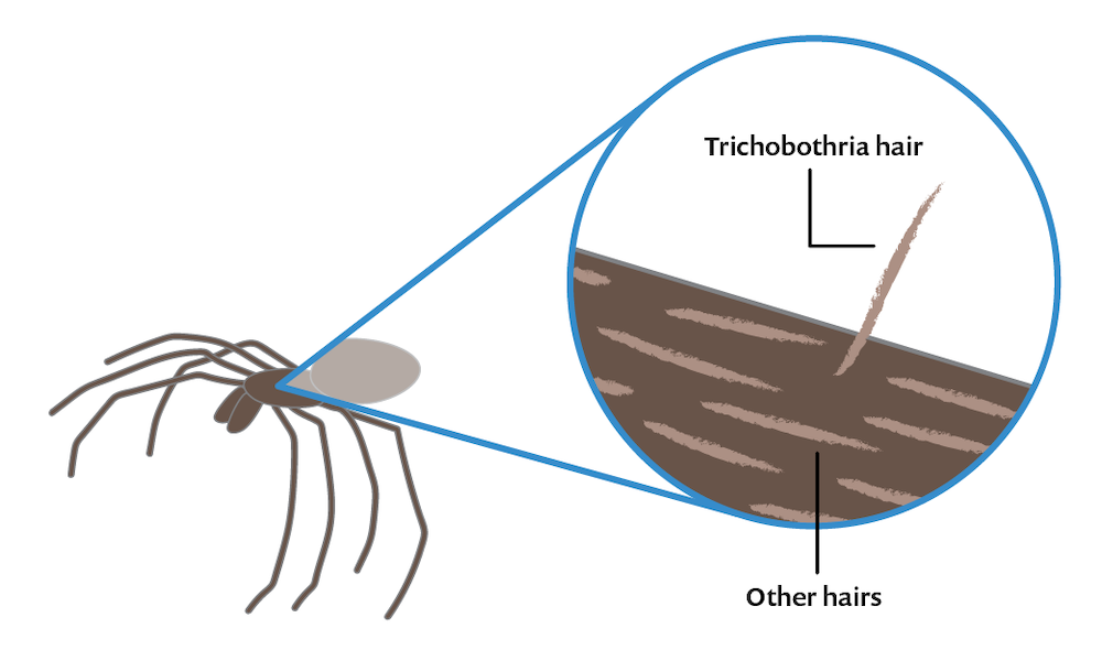 A drawing of a spider and a close-up view of one of its trichobothria hair.
