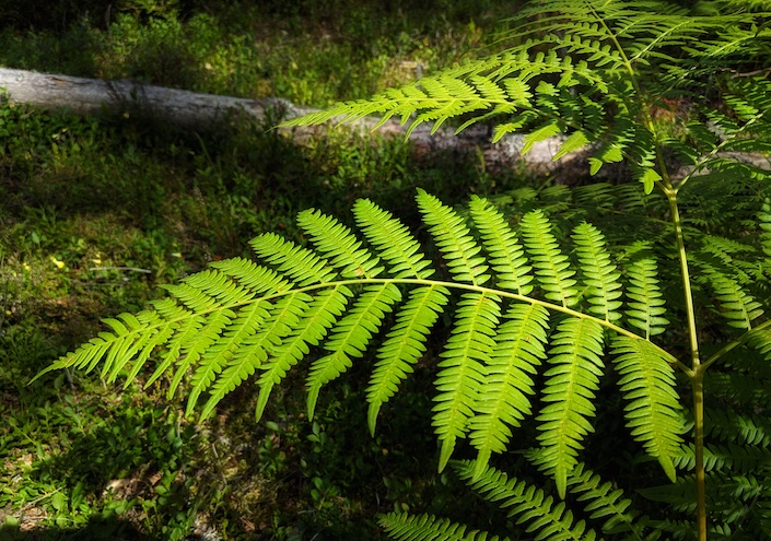 A photograph of real, green fern leaves.