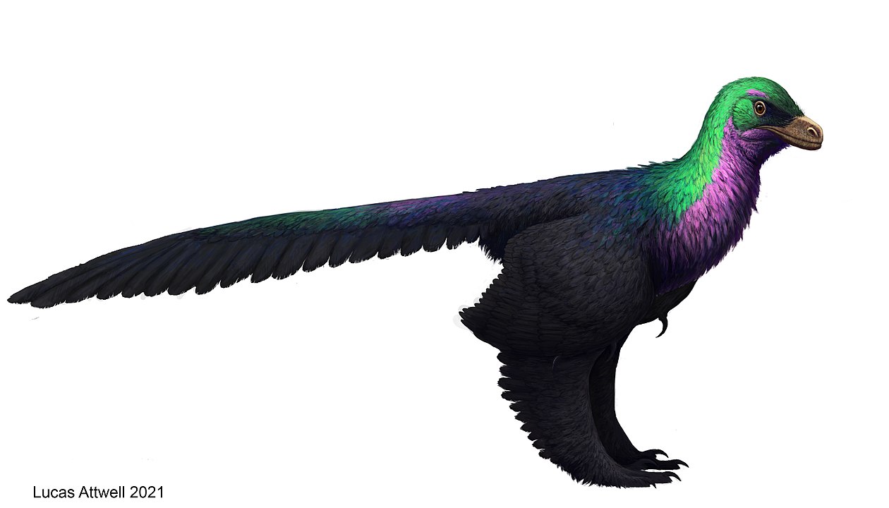 An illustration of the Caihong juji, a bird-like dinosaur with iridescent feathers around its neck.