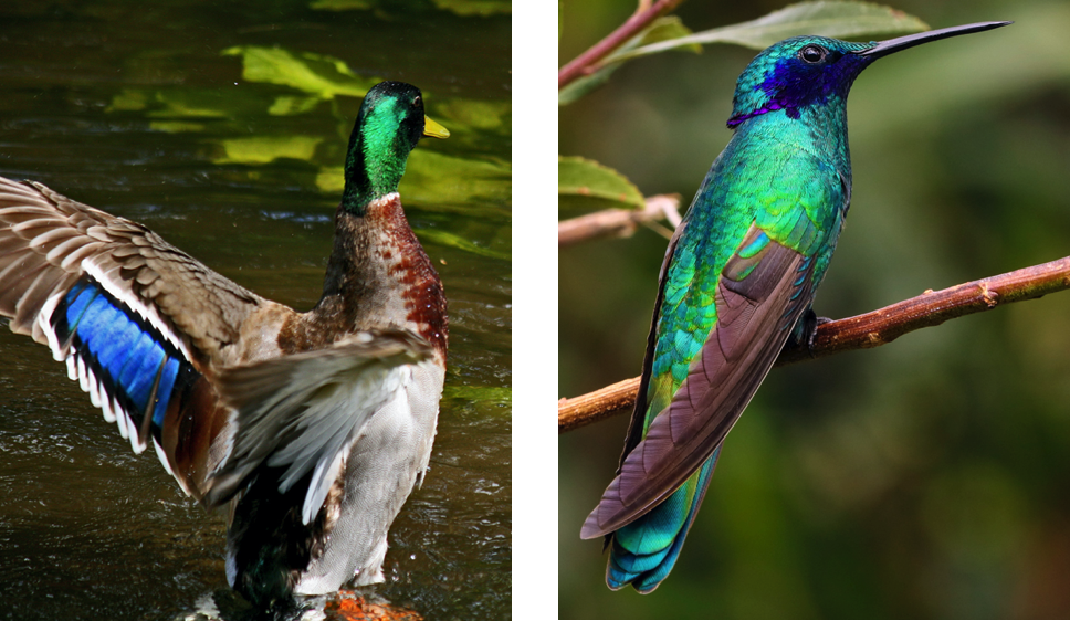 A photograph of a mallard duck with iridescent blue feathers on its wings and green feathers on its head (left). A photograph of a hummingbird covered in iridescent green feathers (right).