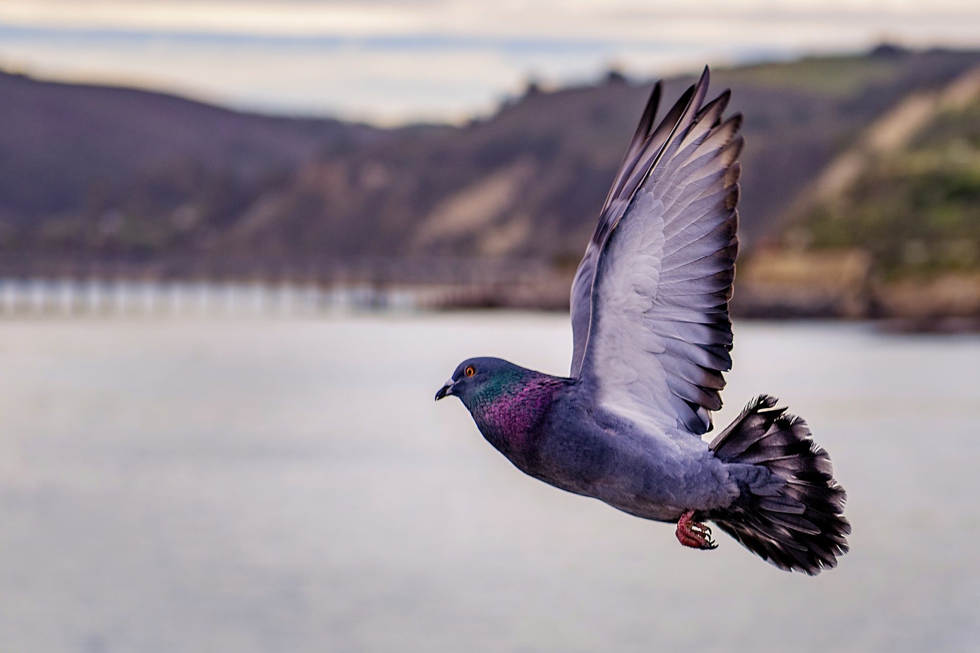 A photograph of a pigeon midflight that shows how pigeons have iridescent feathers around their necks.