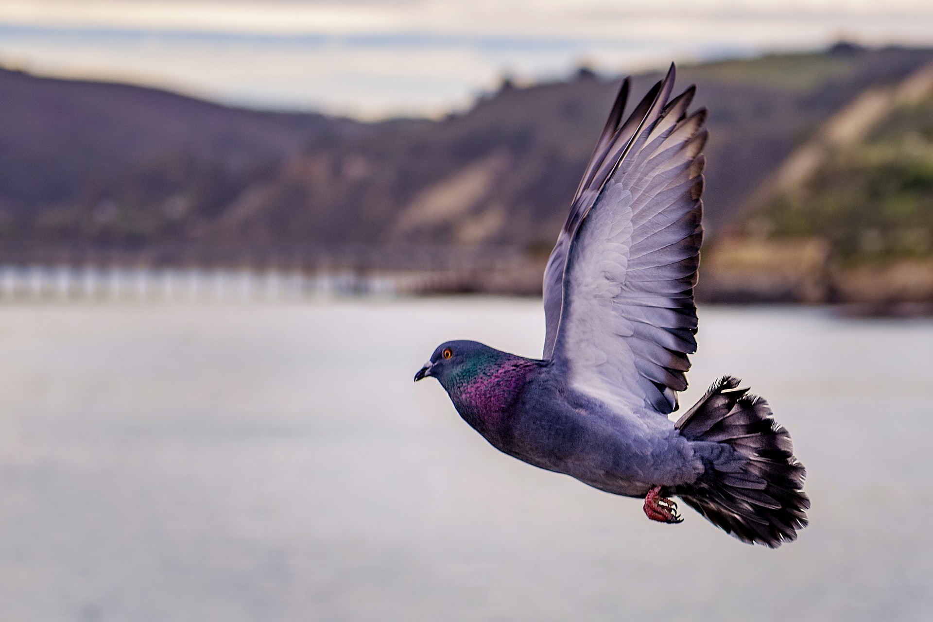 why-do-pigeons-have-iridescent-feathers-comsol-blog