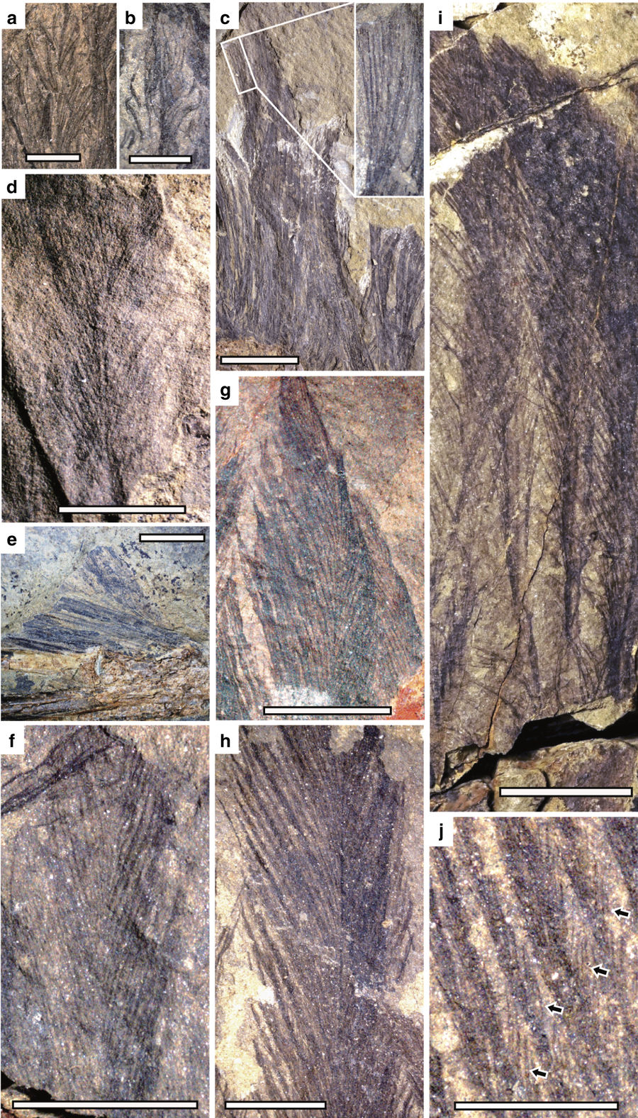 A collage of photographs showing the preserved feathers of a bird-like dinosaur in fossilized rock.