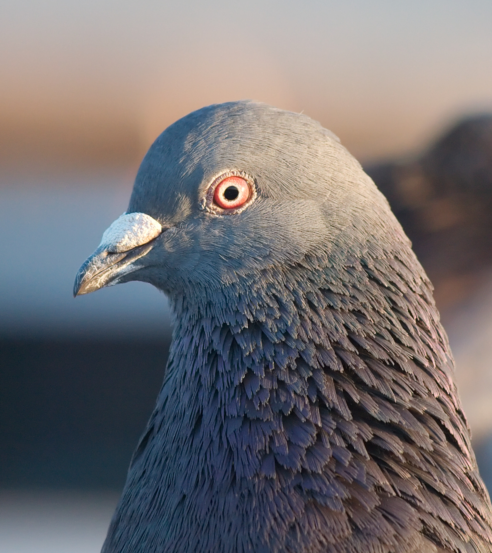 A photograph of a rock pigeon zoomed in on its head with its white operculum showing.