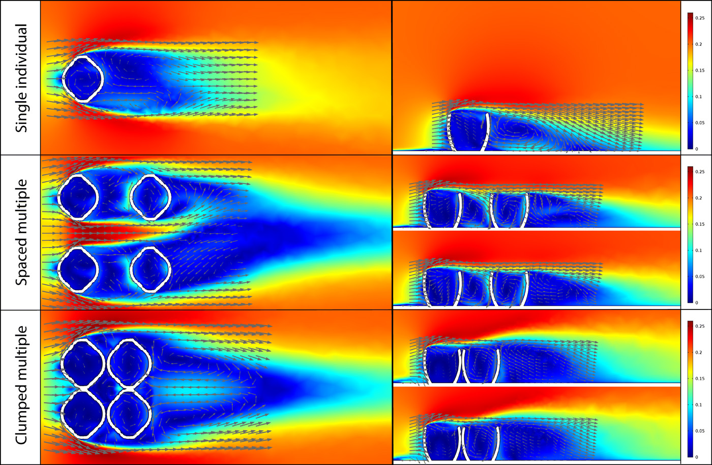 CFD simulation results for a single Ernietta model (top), a well-spaced population of Ernietta models (middle), and a clumped population of Ernietta models (bottom).