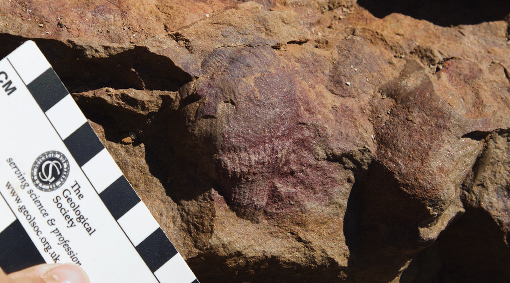 A photograph of an Ernietta fossil on a rock with a board held up to it for scale.