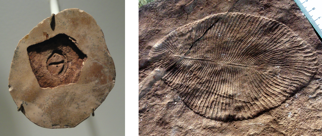 An image of a Parvancorina fossil (left) and a Dickinsonia fossil (right).