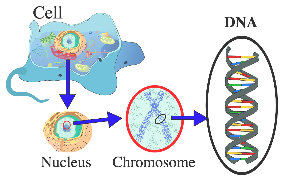 A diagram of a nucleus, a chromosome, and DNA in a eukaryotic cell.