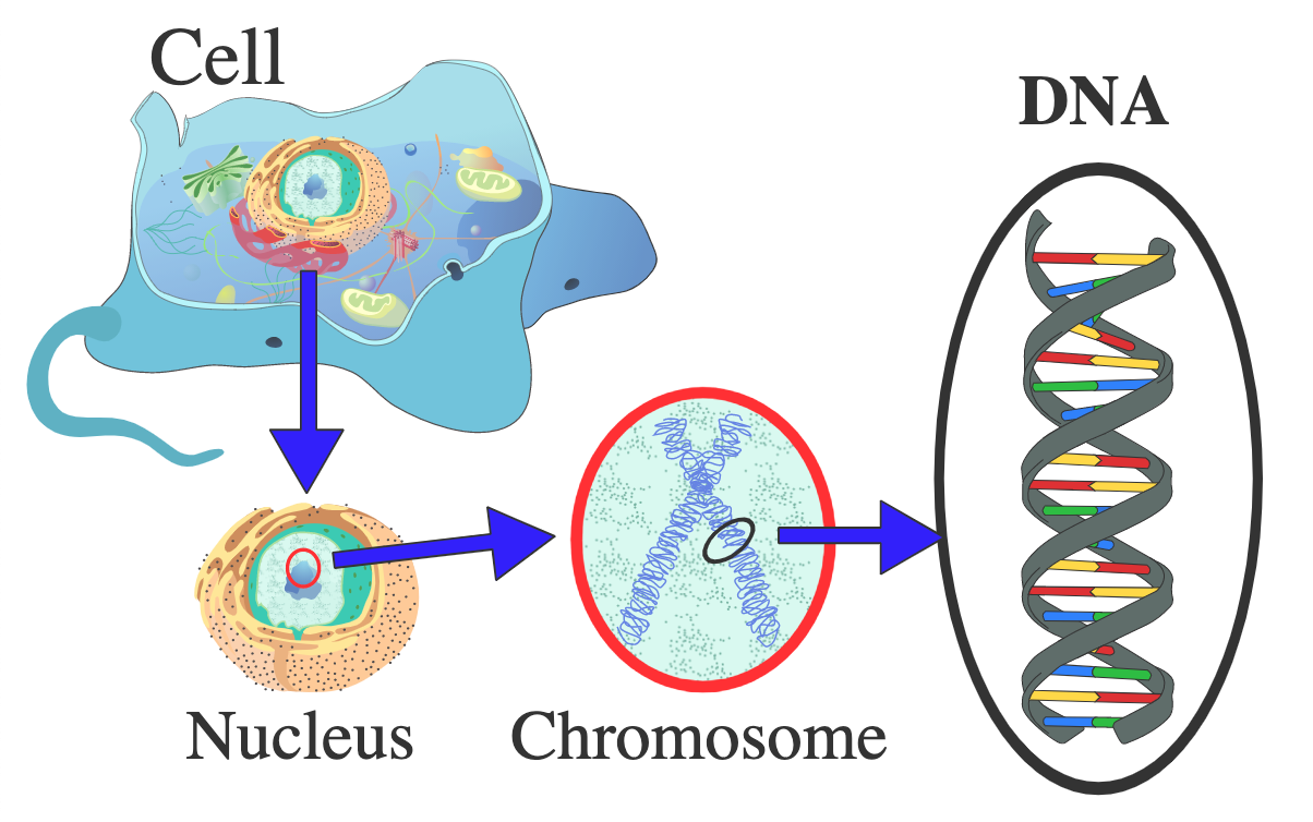 真核细胞中的细胞核、染色体和 DNA的图片。