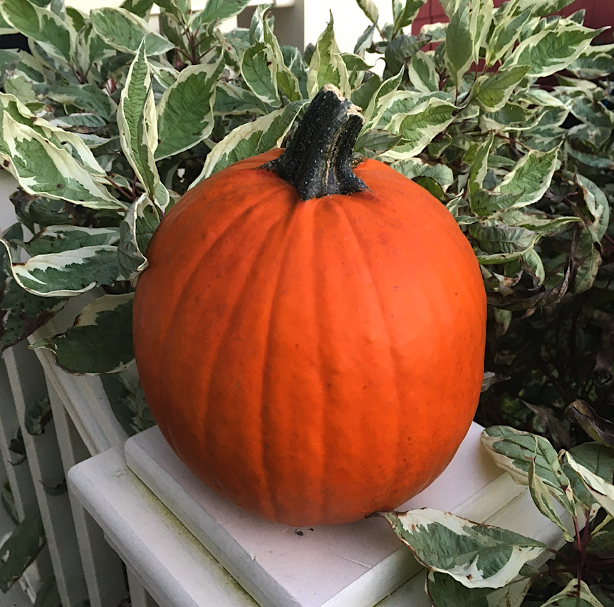 A closeup view of a midsized pumpkin on a porch railing.