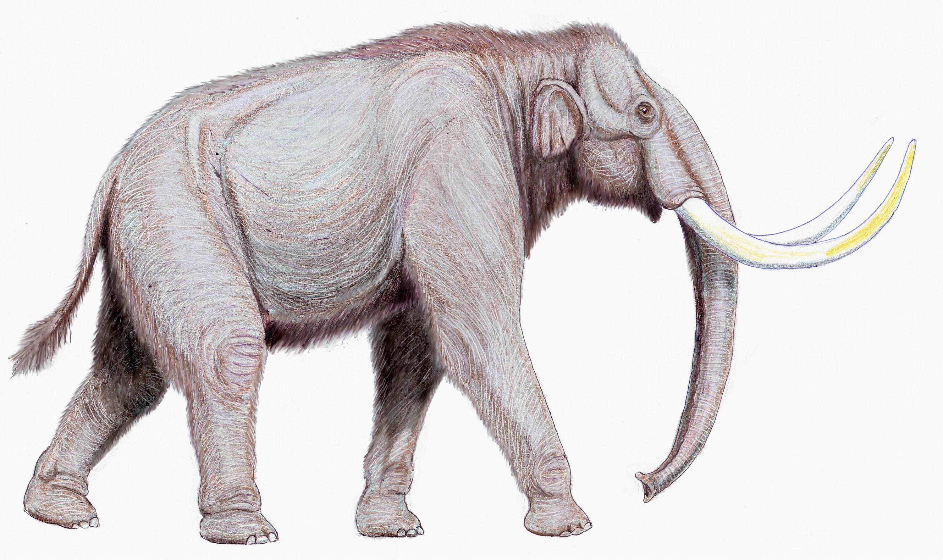 a sketch of a steppe mammoth.