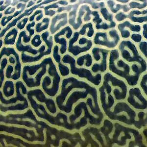 A close-up view of Turing patterns on the skin of a pufferfish.