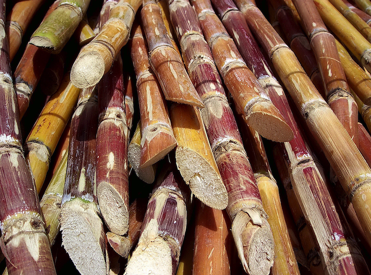 A closeup image of a stack of cut sugarcane plants.