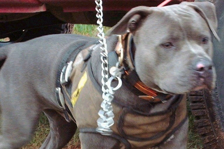 A dog on a leash wearing a brown Kevlar bulletproof vest.