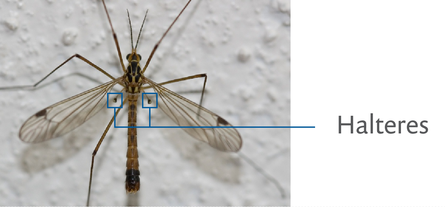 A close-up of a crane fly with a label for its halteres, which are behind its brown wings.