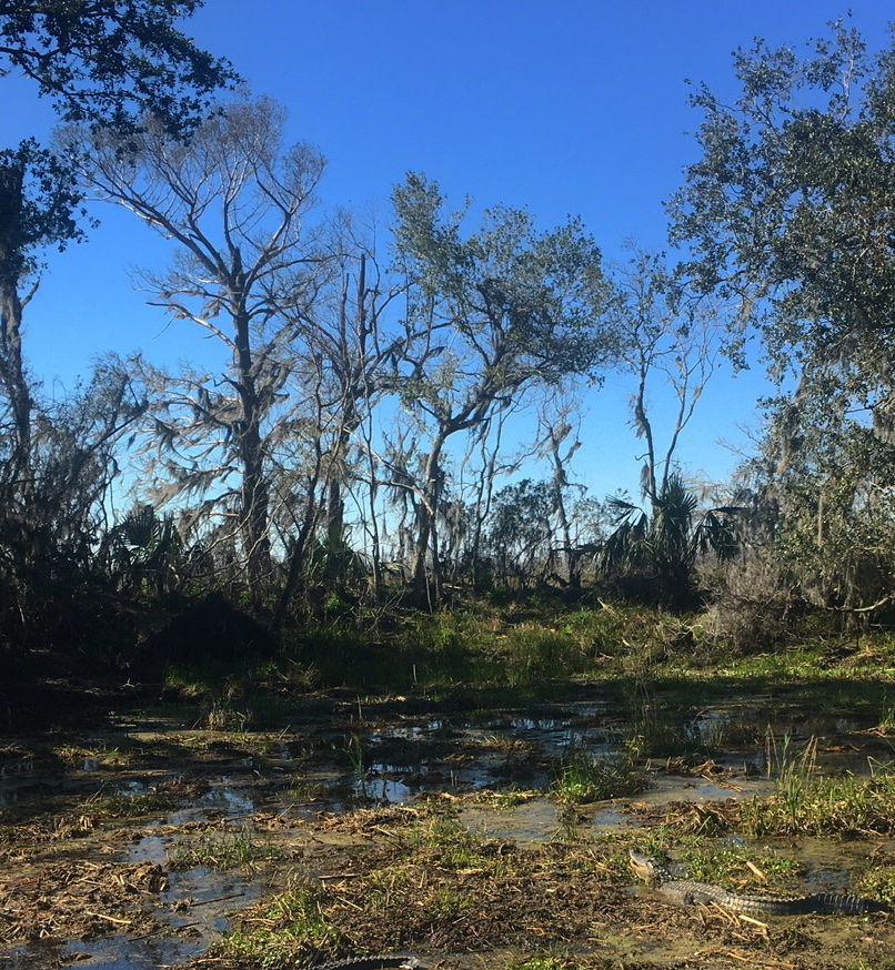 Фотография болота в Новом Орлеане с аллигатором в правом нижнем углу.