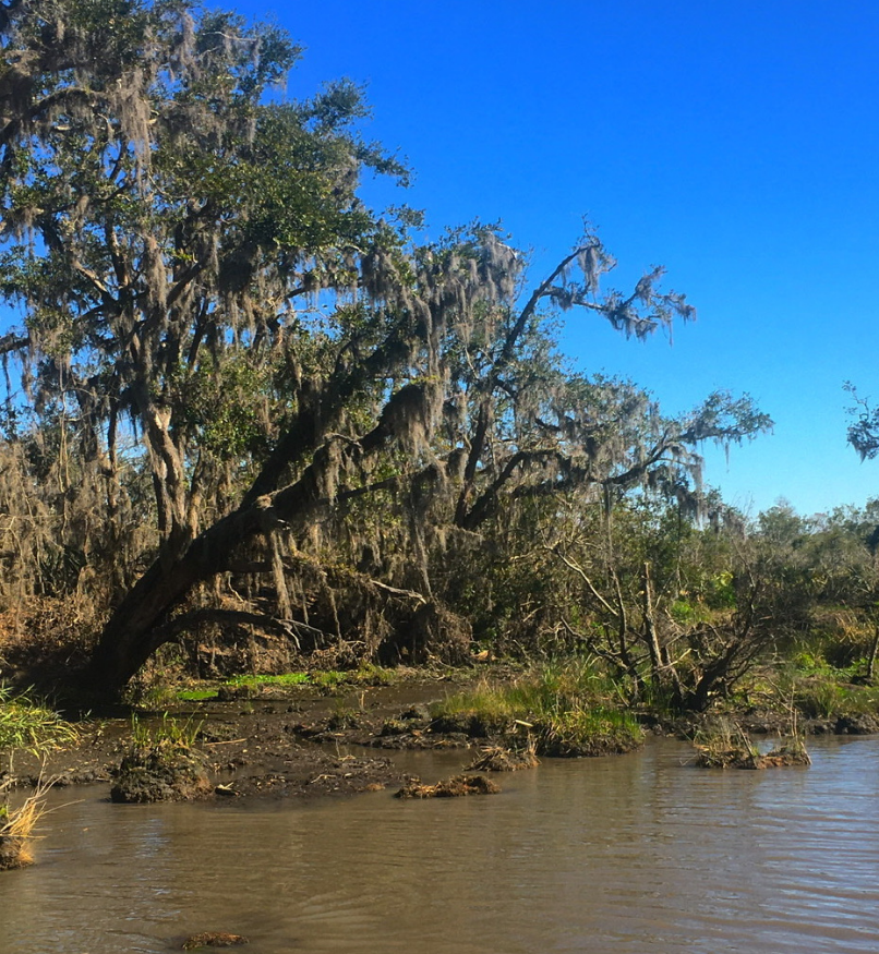 A swamp in New Orleans, featuring a large moss tree on the left side of the image.