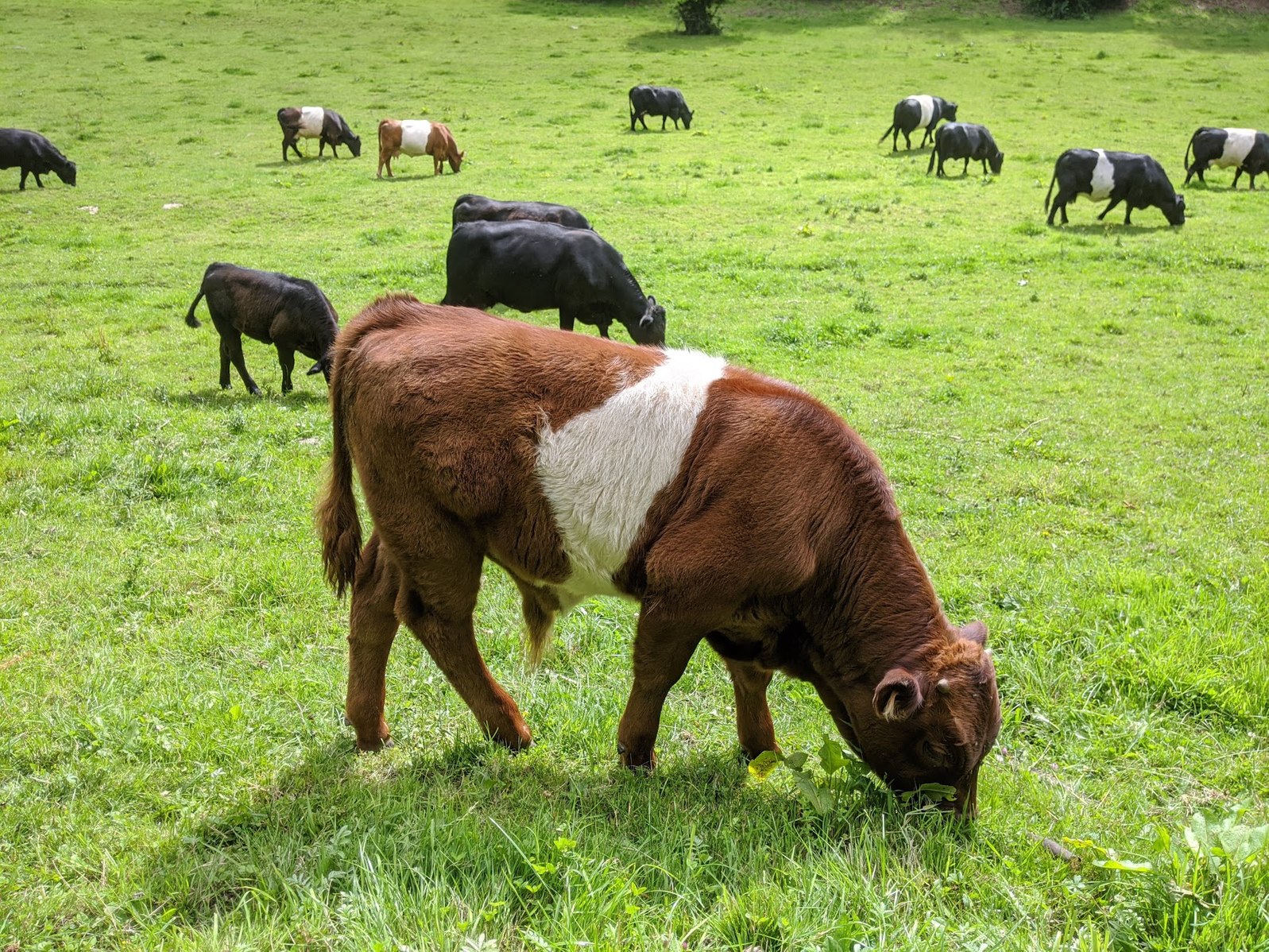 An image of a red belted galloway calf grazing in a green field in the U.K., with 11 other cows grazing in the background.