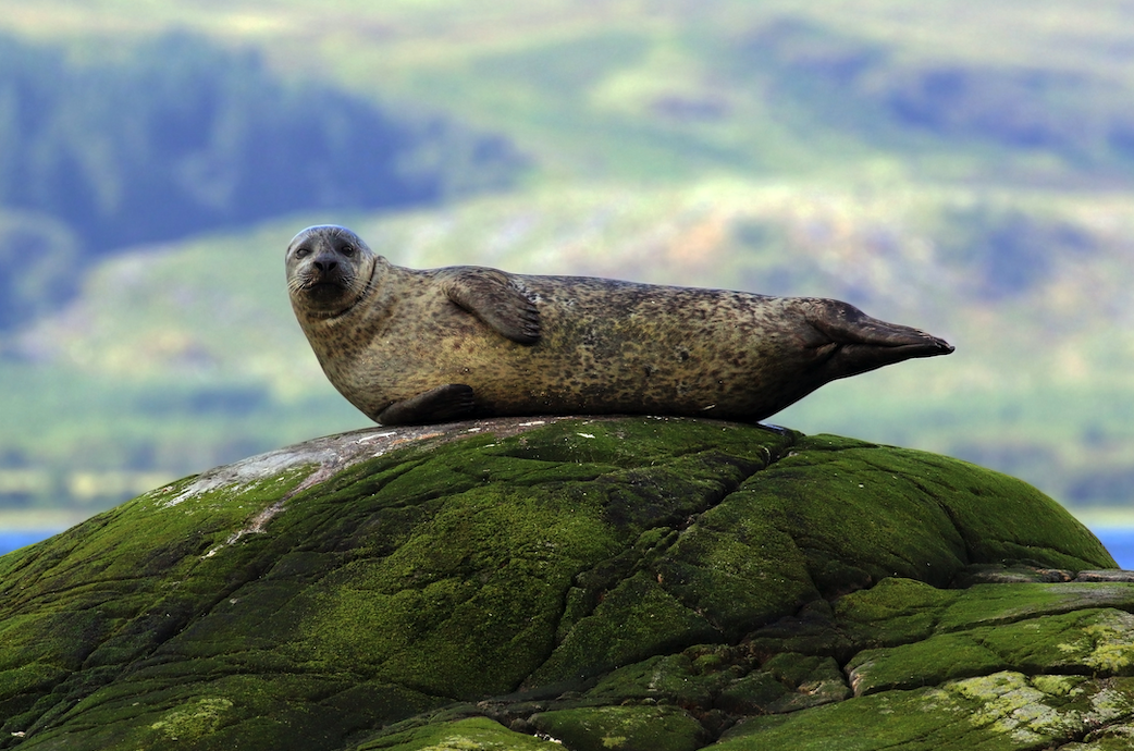 An image of a harbor seal laying on its side on a moss-covered rock, with the background blurred.