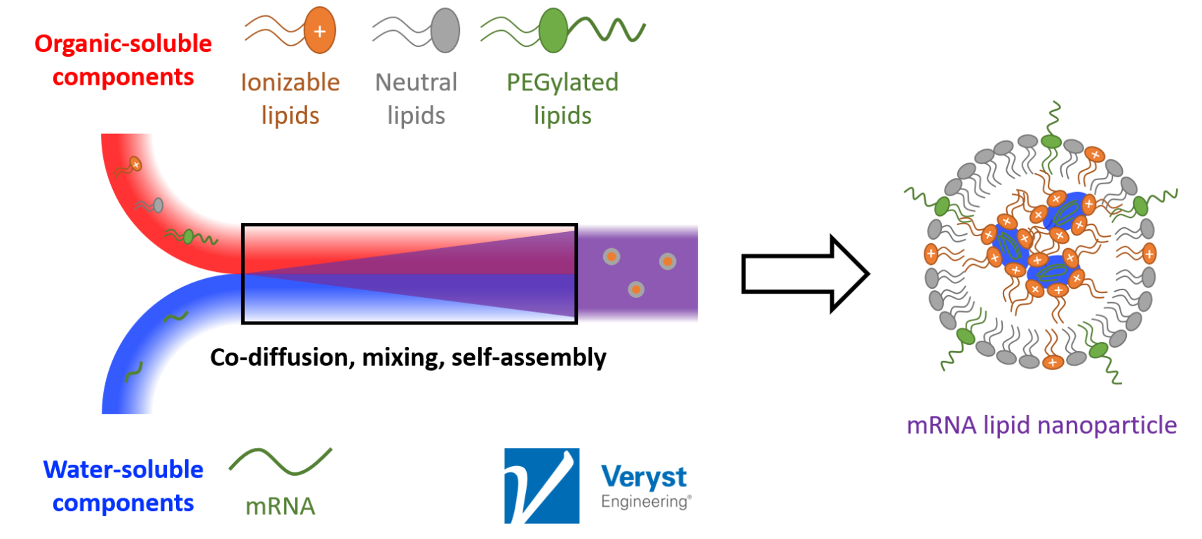 A schematic showcasing how an mRNA vaccine is produced.