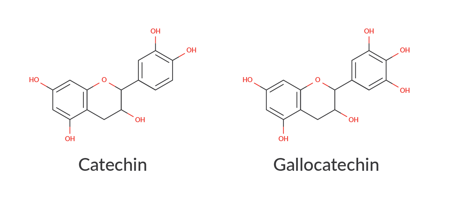 An illustration of the chemical compounds catechin and gallocatechin, shown on the left and right, respectively.