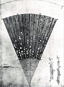 A drawing of the microscopic section of a tree, where the illustrated section is pie-wedge shaped.