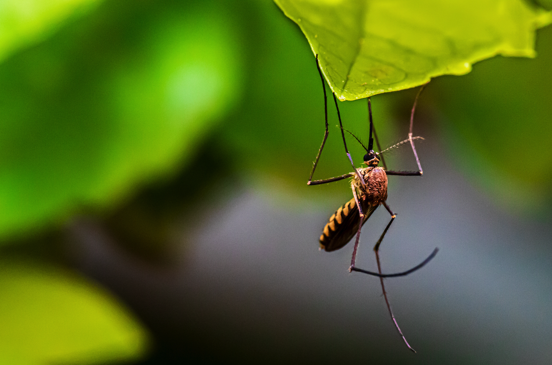 a close-up photograph of a mosquito on a leaf.