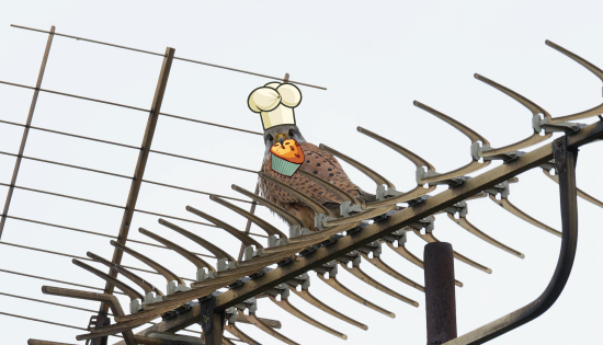 Ein Turmfalke auf einer Antenne, der eine Kochmütze trägt und einen Muffin im Schnabel hält (zusätzlich illustriert).